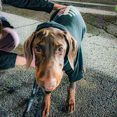 Tarrytown, NY - Oct 2025